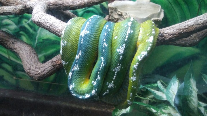 Tree Snake, Cape May Zoo