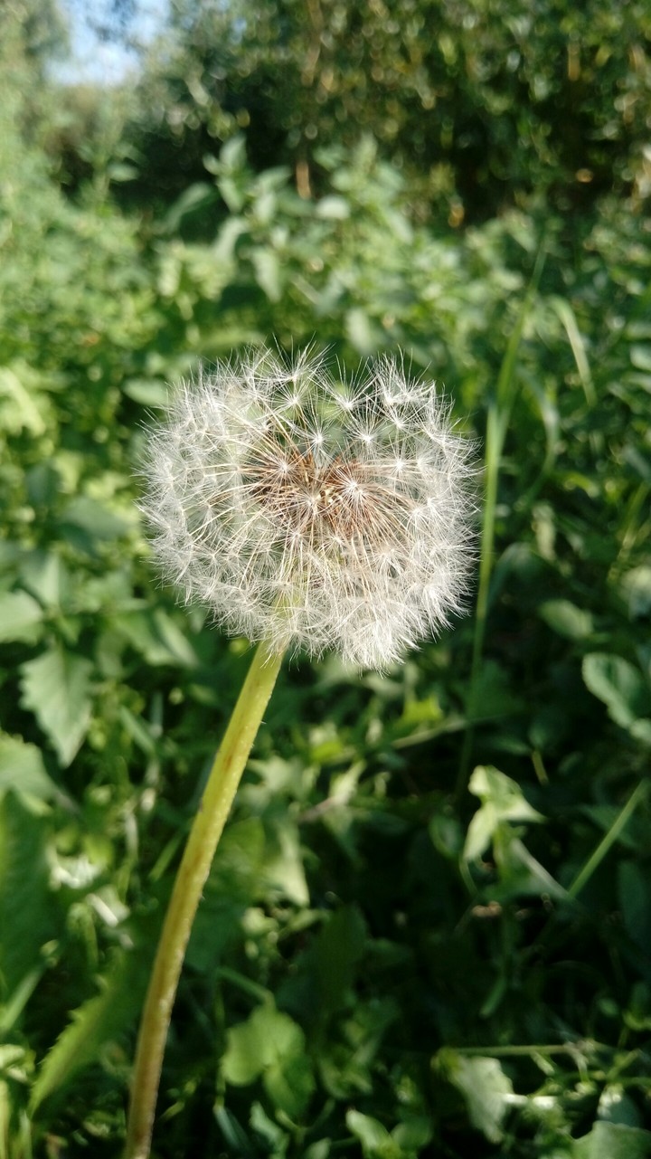 dandelion