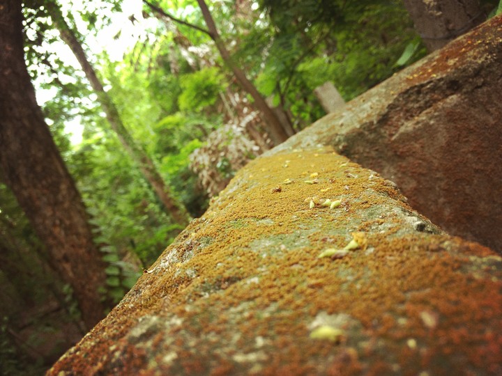 wall in forest