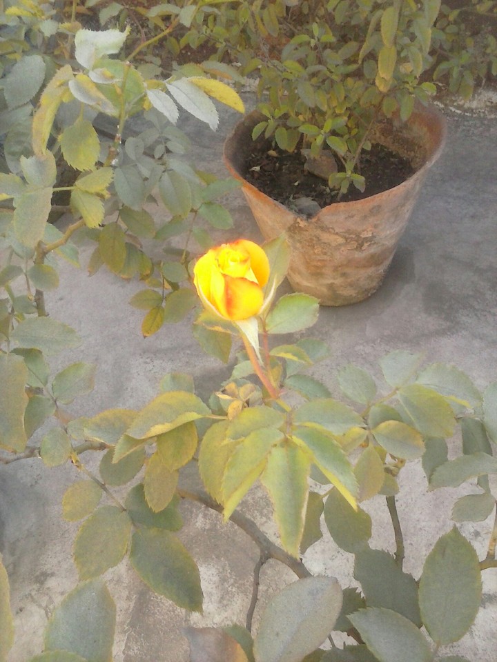 Nice yellow rose