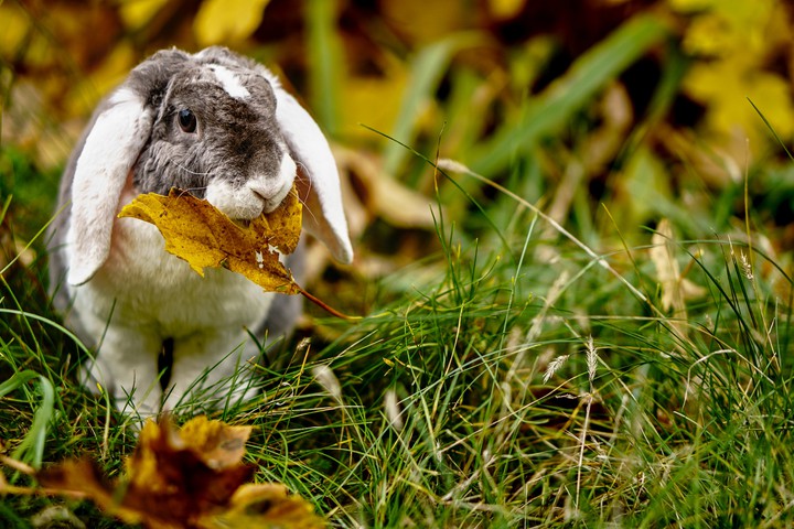 Rabbit