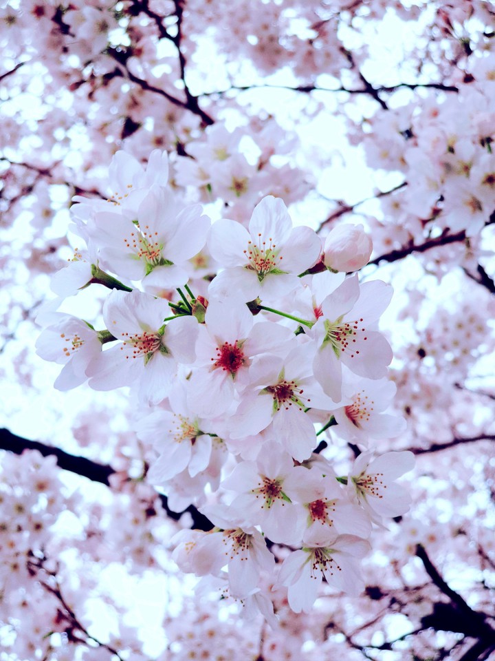 벚꽃