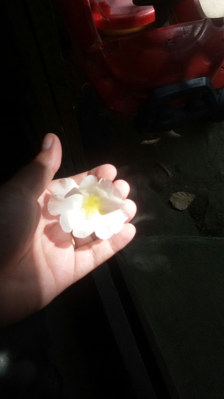 luz