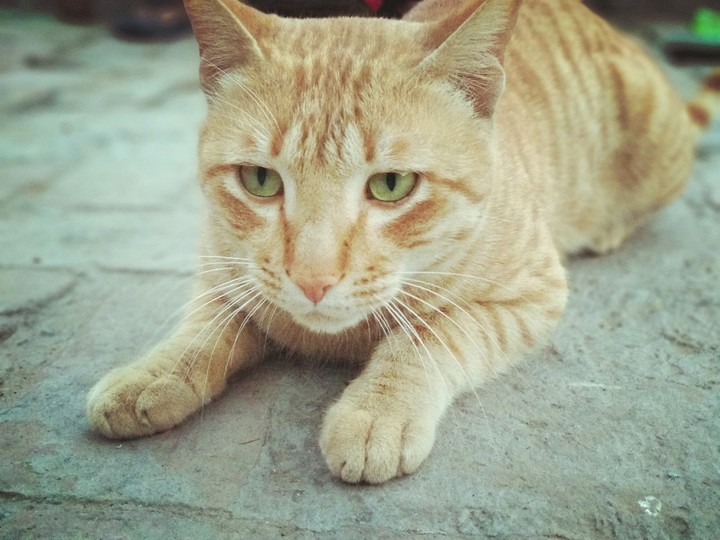 cat