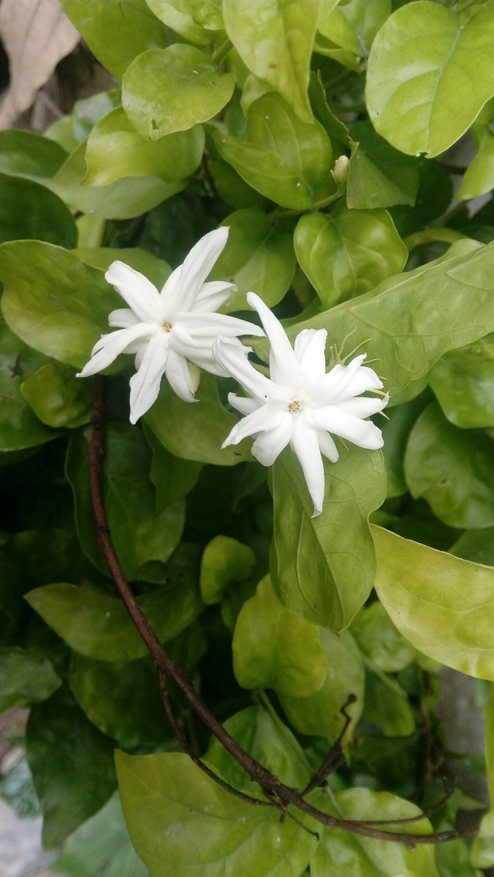 jasmine