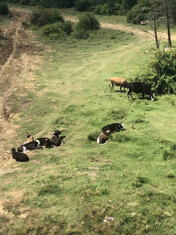 animal