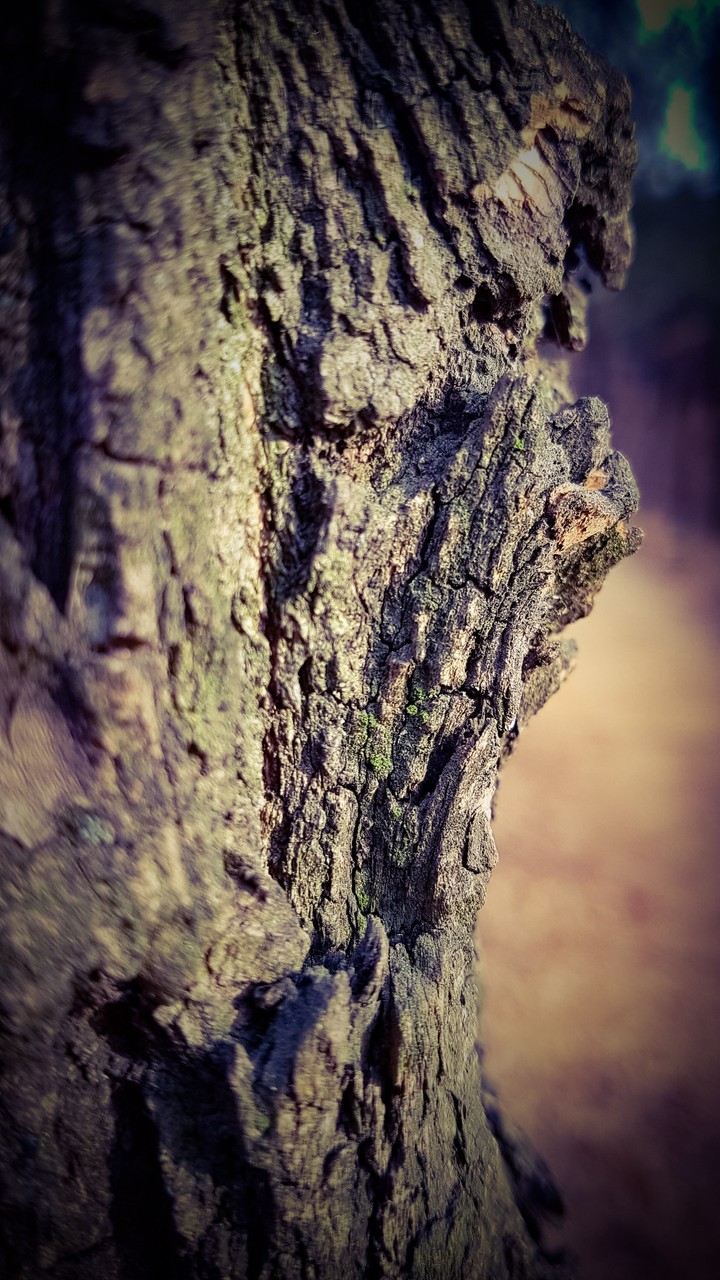 detailed in tree