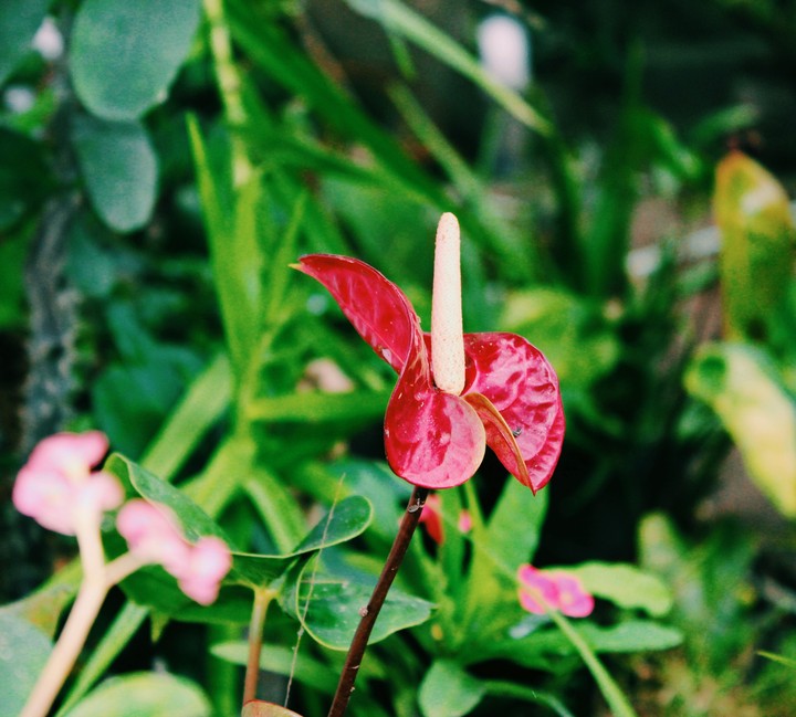 flower