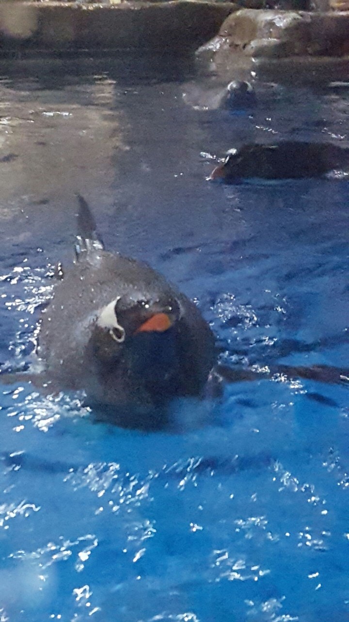 penguin