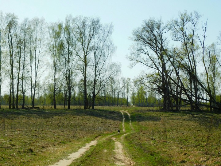Весенняя тишина