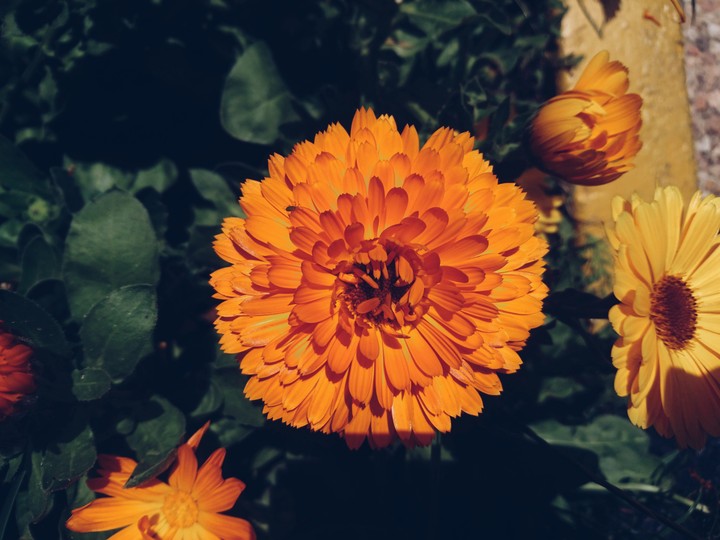 flower