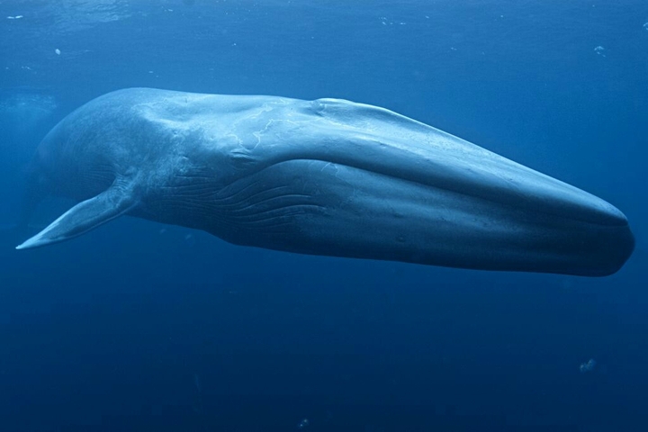 blue whale