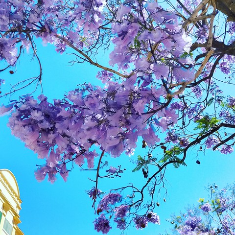 Jacaranda en Málaga