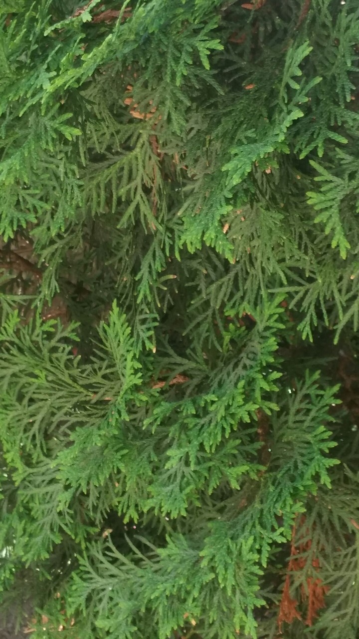 Green Pattern