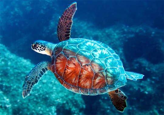 Turtle