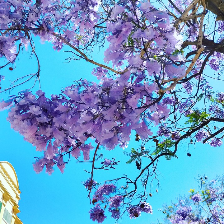 Jacaranda en Málaga