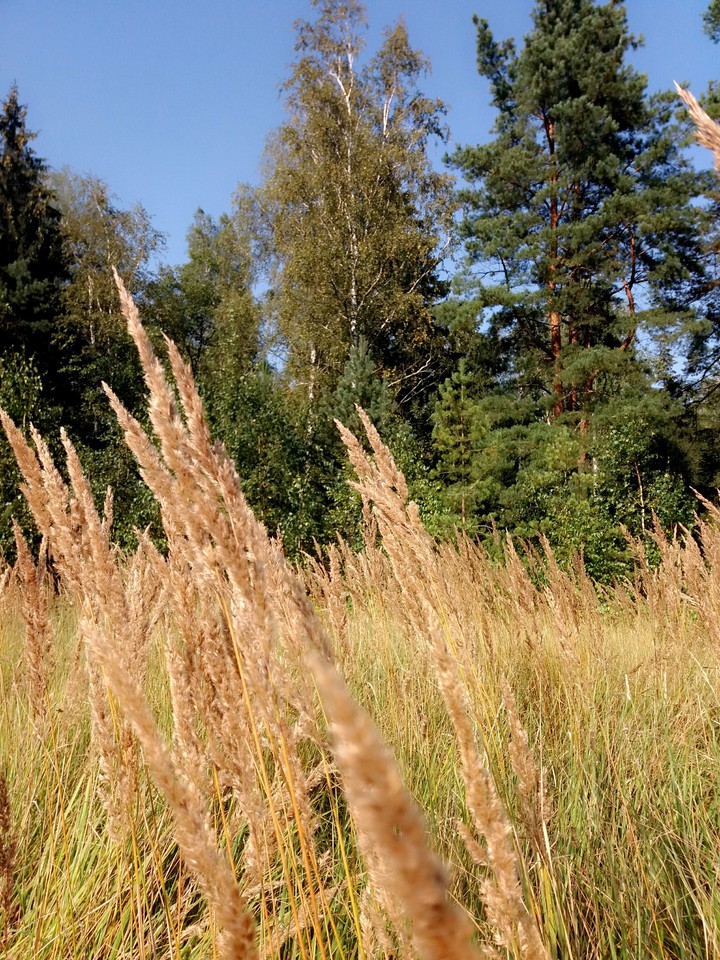 forest лес