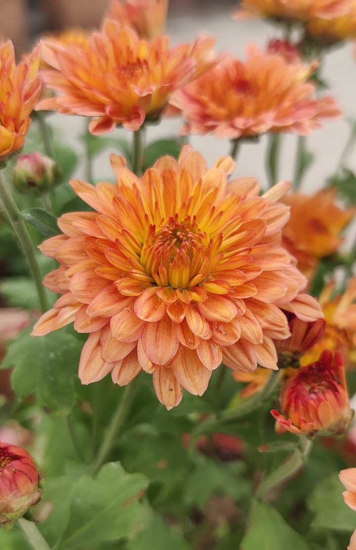 Yellowish-Orange Chrysanthemum Flower