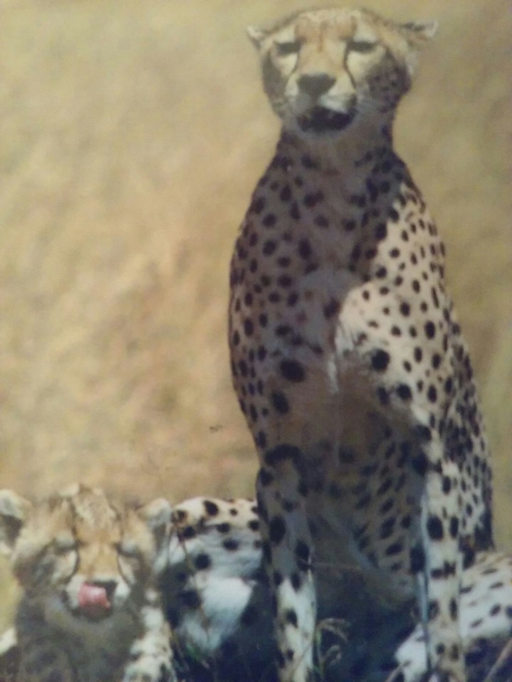 Cheetah