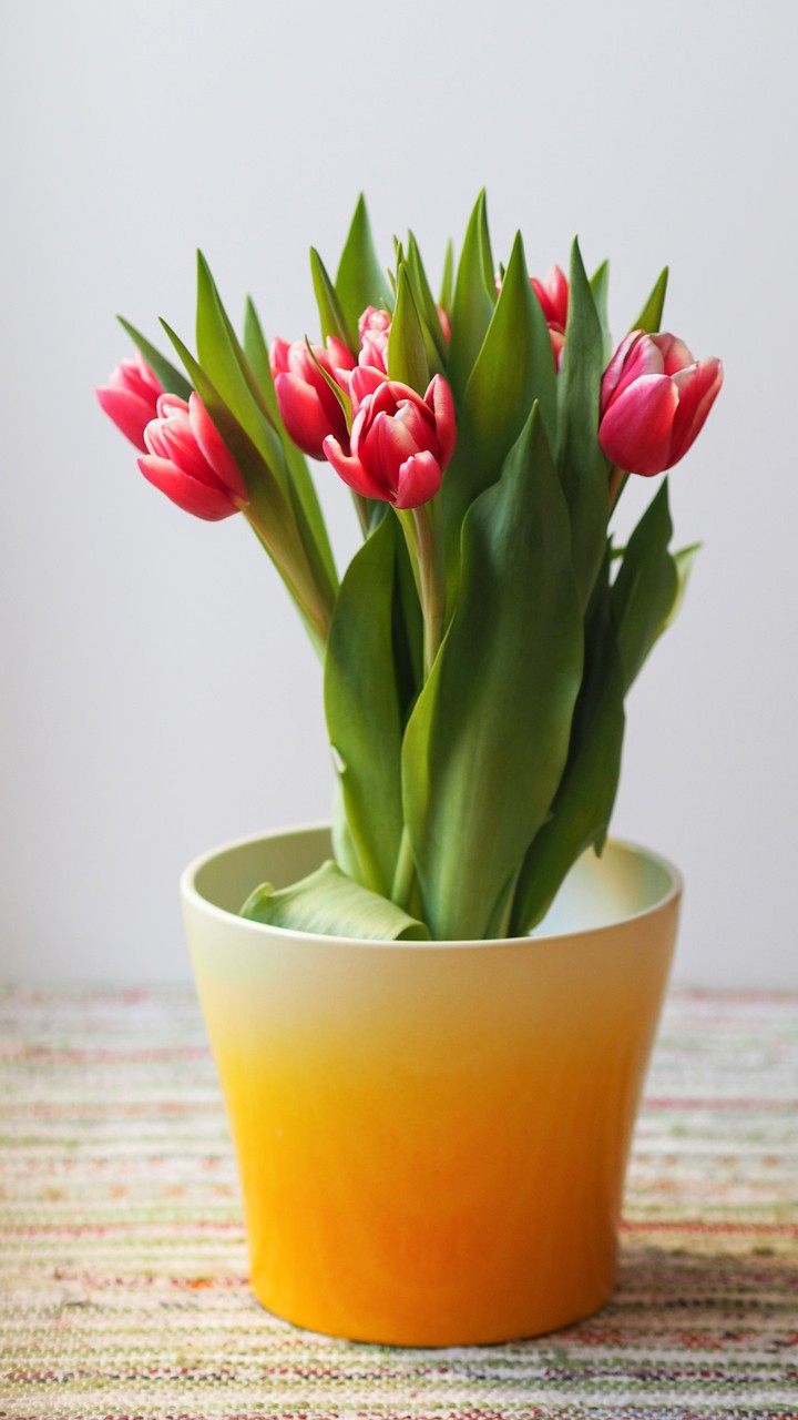 beautiful flower pot ❤❤❤❤