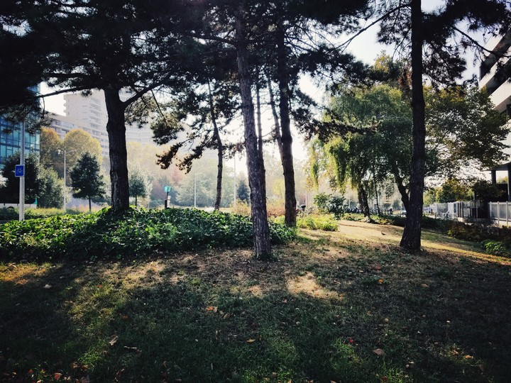 Forest