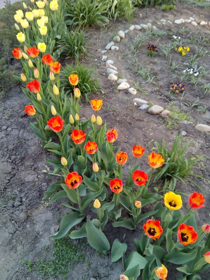 tulips