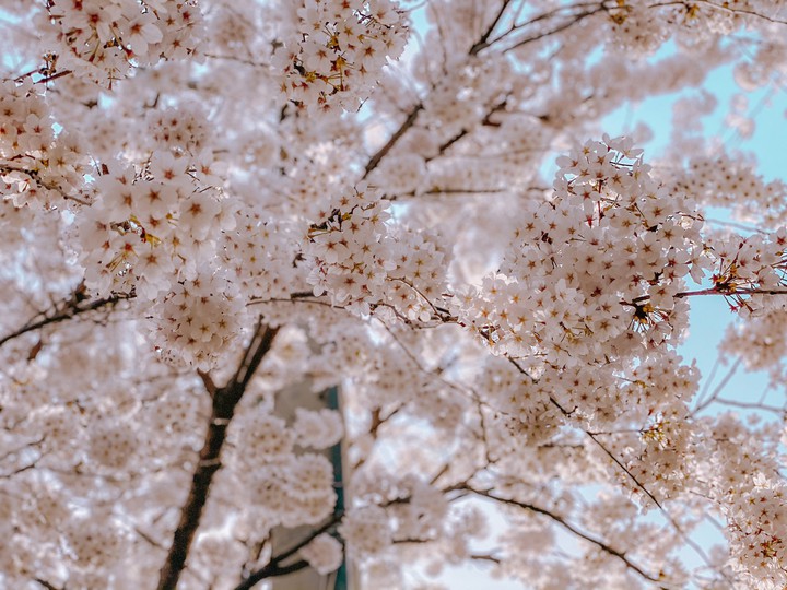spring5