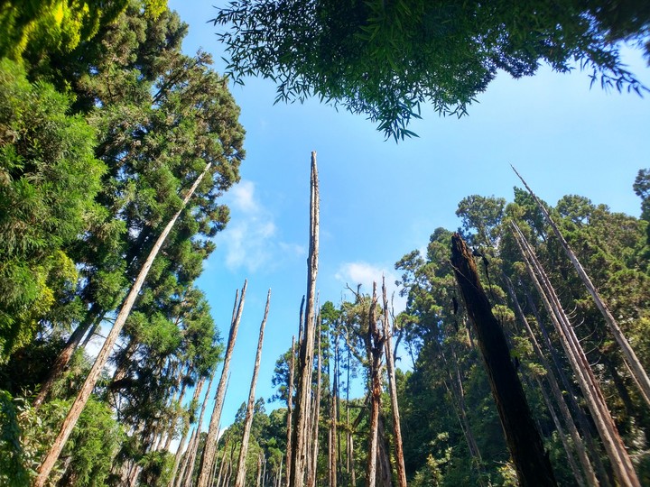 Forest
