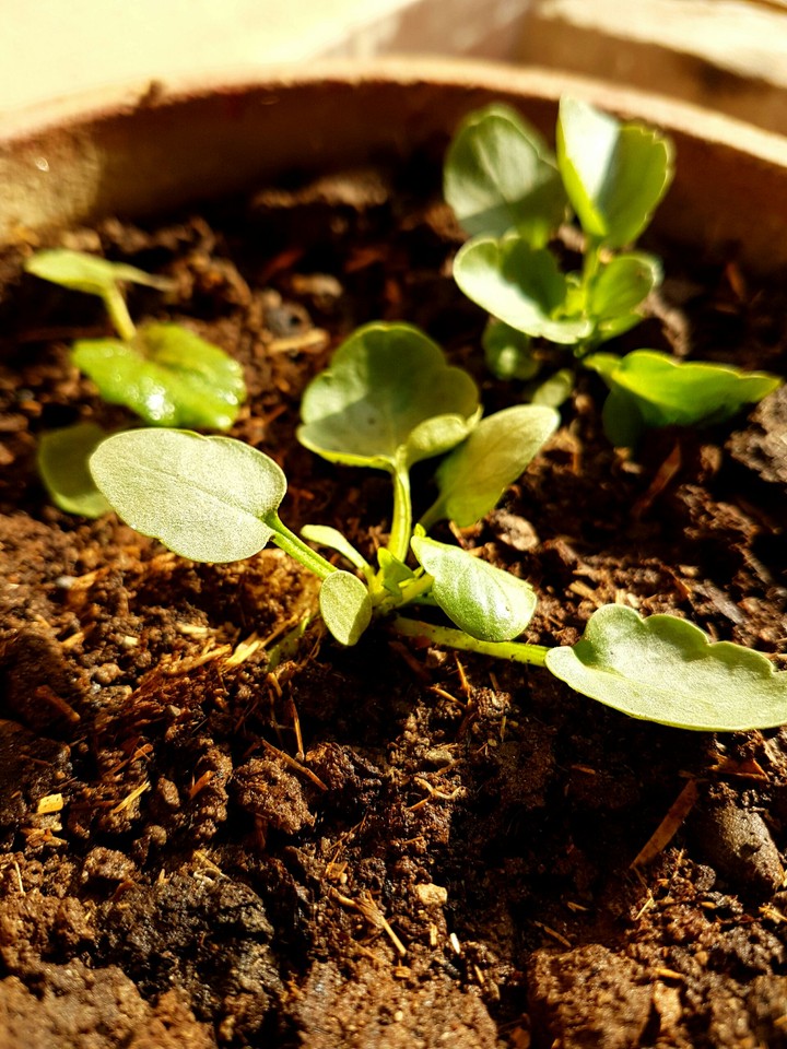 Plants