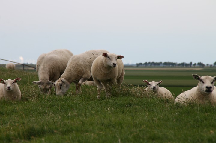 sheep's