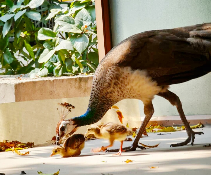 The morning guests ... peahen with two chicks ..