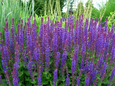 sfondi lavender, lupin