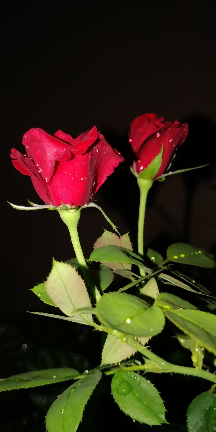 Jack n Rose