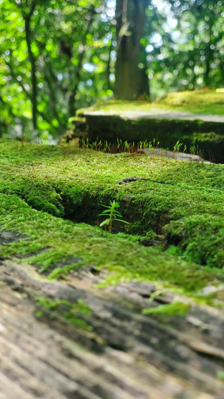 forest green