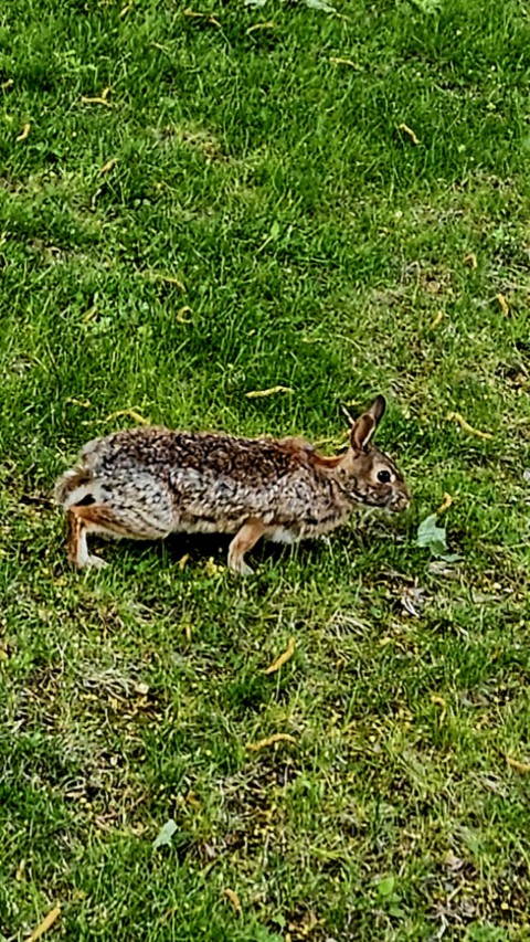 тапети wildlife, Rabbit