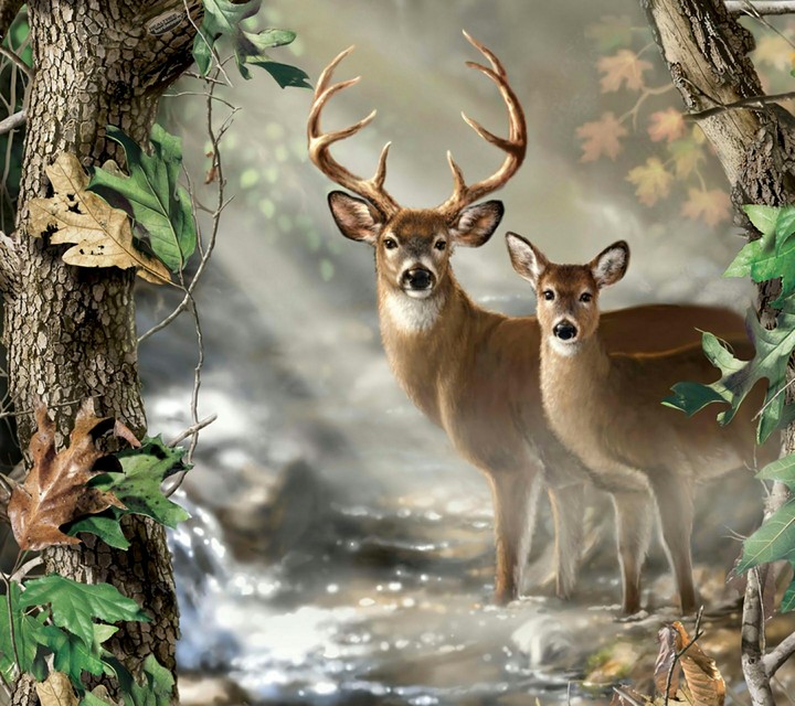 deer