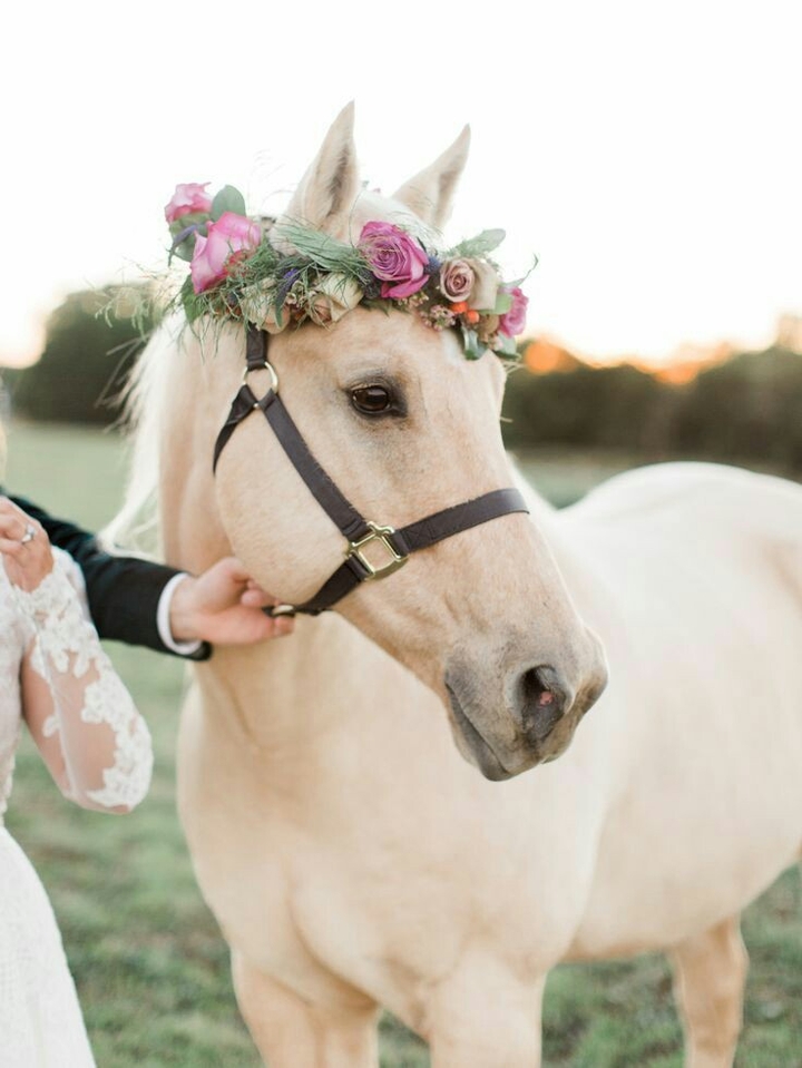 cavallo fiori