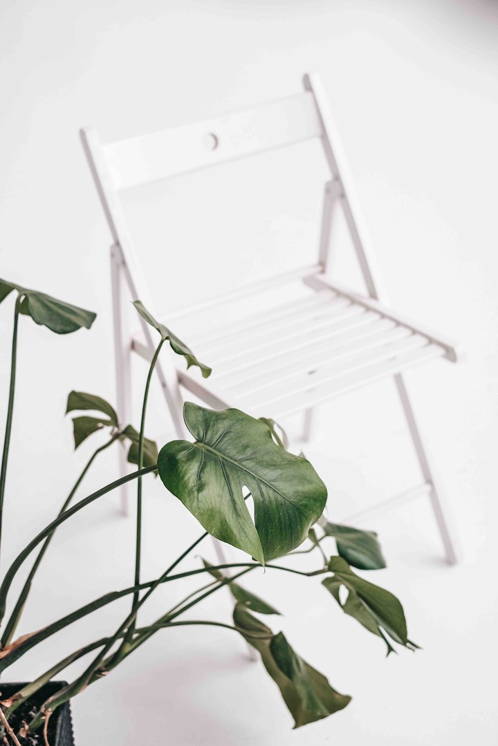 Plant