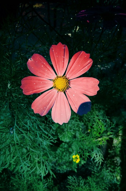Flower Space