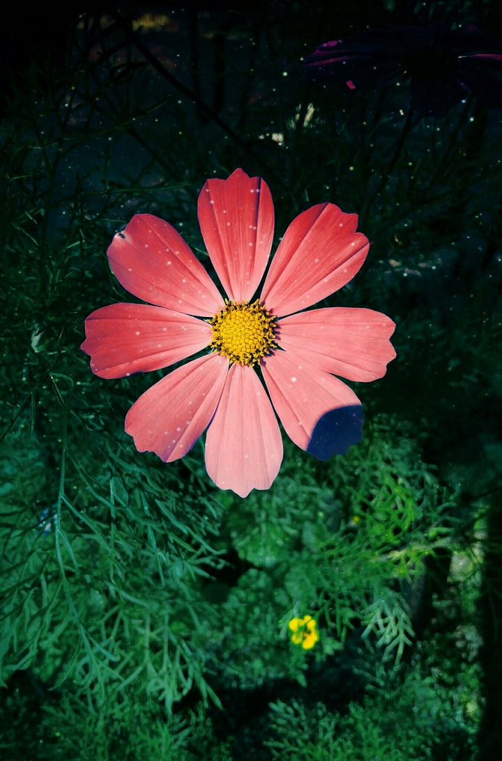 Flower Space
