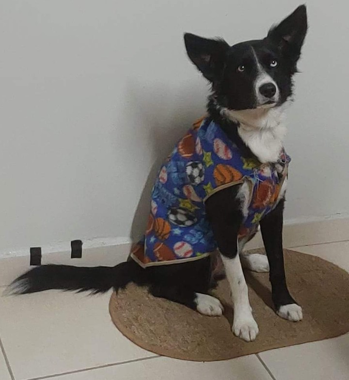 Lua Luana