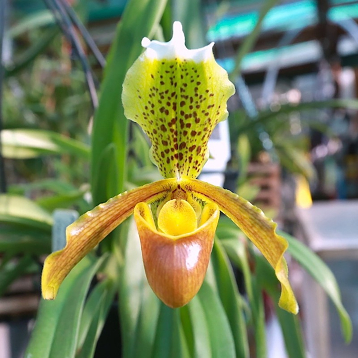 Paphiopedilum insigne