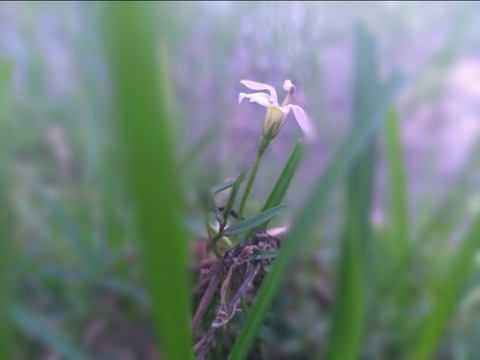 little Flowers