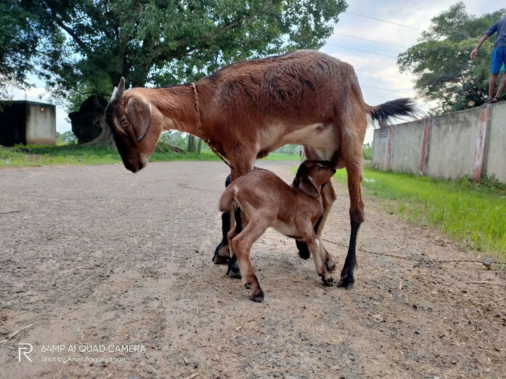 #Mother's love