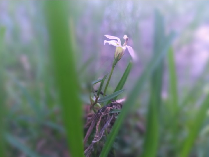 little Flowers