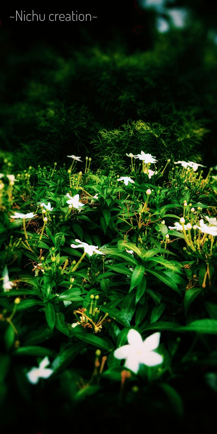 jasmin