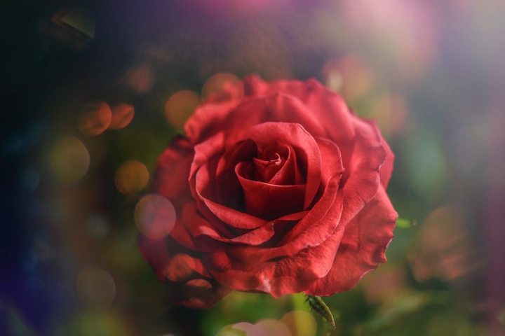 rose ?