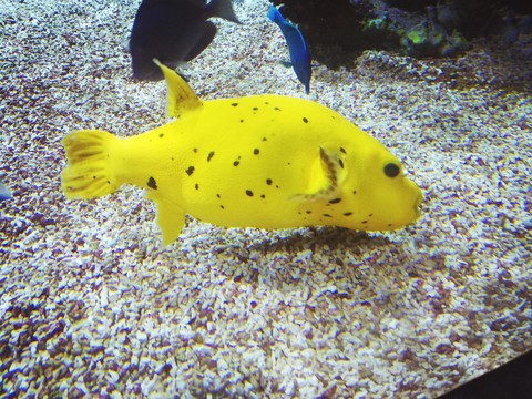 yellow fish