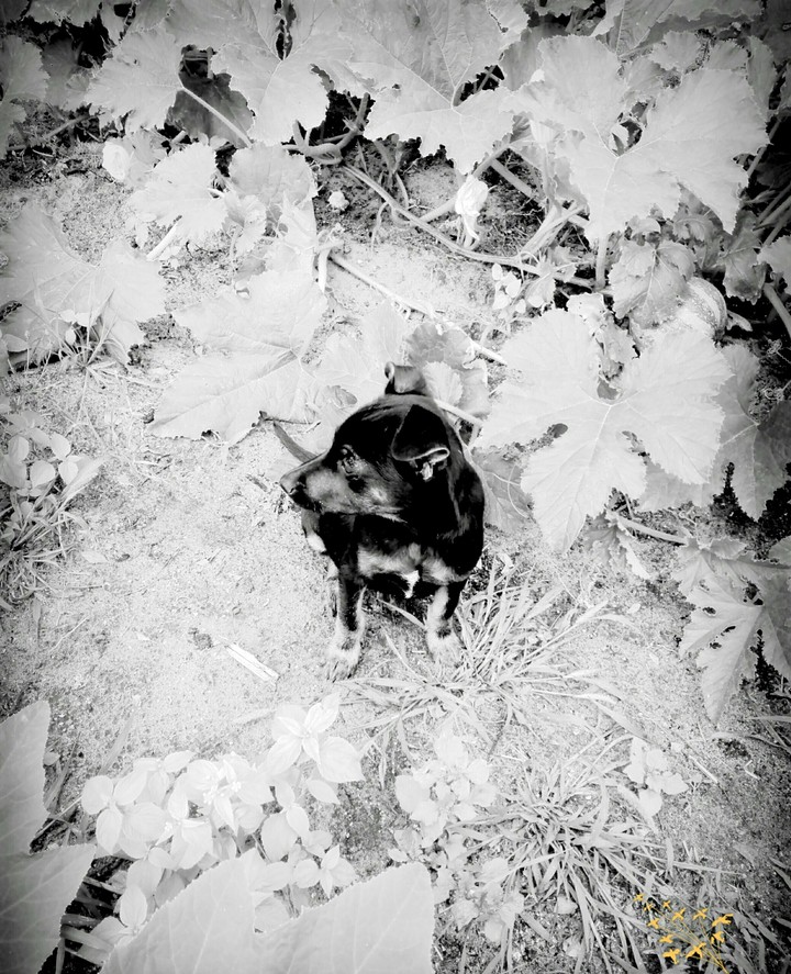Love dog