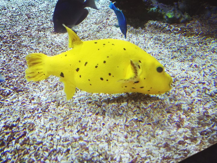 yellow fish
